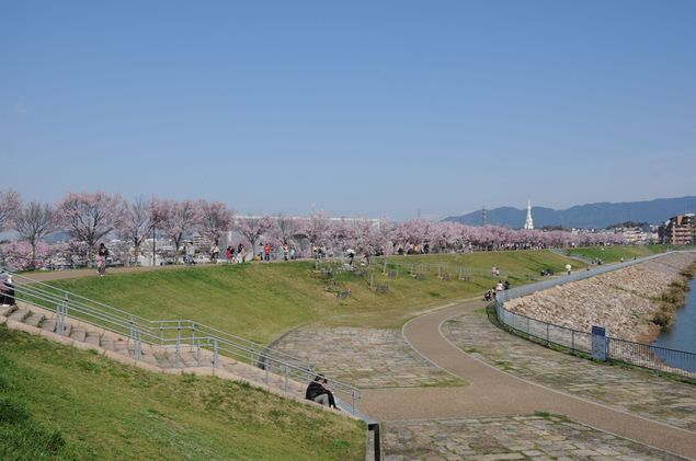 狭山池公園の桜