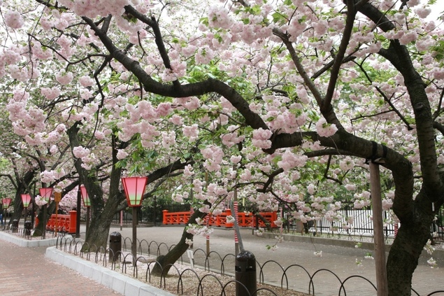 造幣局　桜の通り抜けの桜